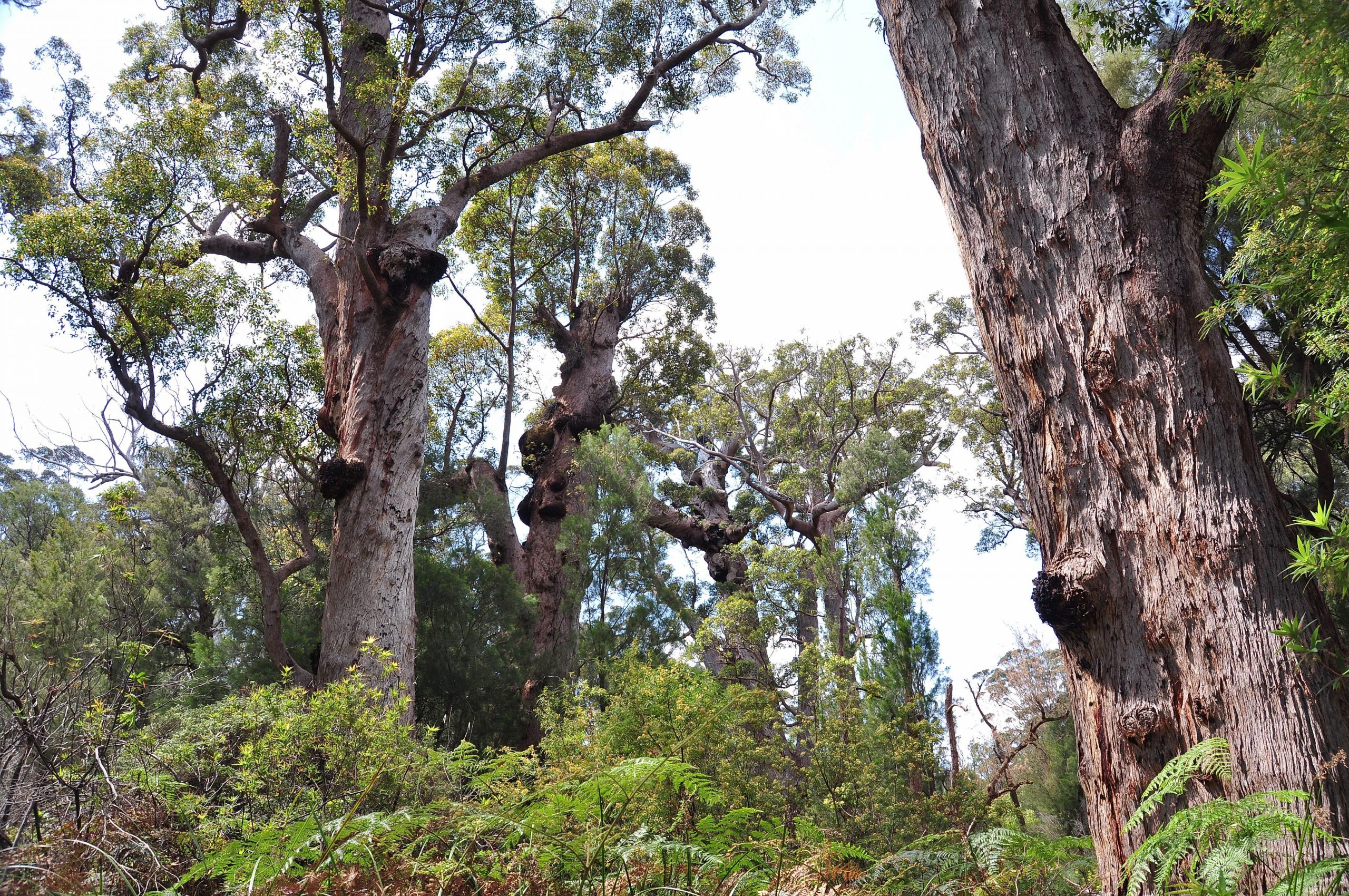 Bild mehrerer Riesen Eukalyptusbäume Red Tingle (Eucalyptus jacksonii) im Walpole Nornalup Nationalpark im südlichen Westaustralien. Das Foto stammt von Hermann Bösche